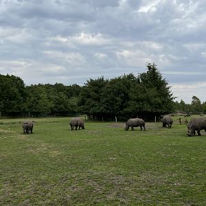 African Savanna - 6 white rhinos
