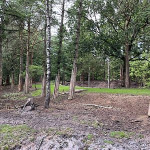 Bongo Exhibit - superb!