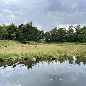 White-tailed Deer/Turkey Exhibit