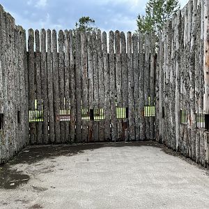 American Bison Exhibit
