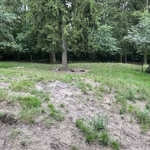 North American Wolf Exhibit