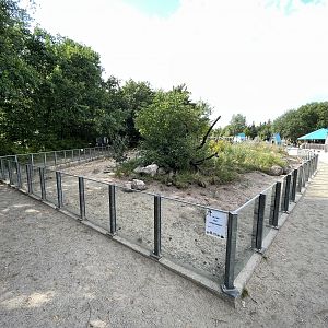 Banded Mongoose Exhibit - huge!
