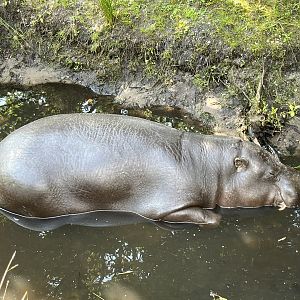 Pygmy Hippo