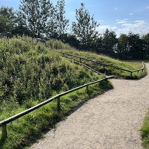 Barbary Macaque Walk Through
