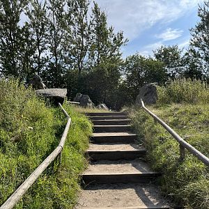 Barbary Macaque Walk Through