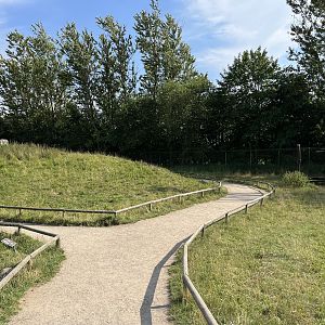 Barbary Macaque Walk Through