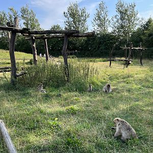 Barbary Macaque Walk Through