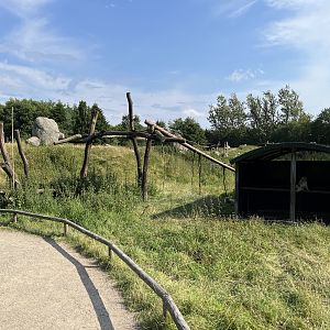 Barbary Macaque Walk Through