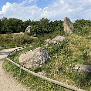 Barbary Macaque Walk Through