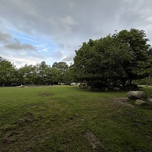 Asian Water Buffalo Exhibit