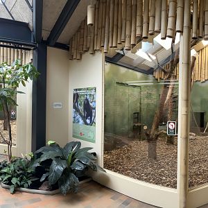 Sulawesi Crested Macaque Exhibit