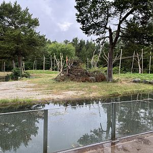 Sulawesi Crested Macaque Exhibit