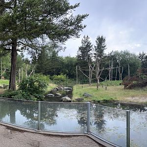 Sulawesi Crested Macaque Exhibit