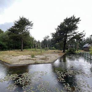 Sulawesi Crested Macaque Exhibit