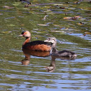 Horned grebe (Podiceps auritus)
