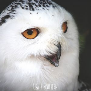 snowy owl