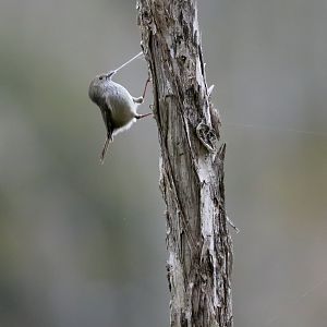 Brown Thornbill collecting nesting material