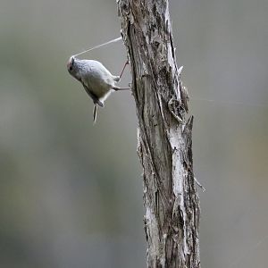 Brown Thornbill collecting nesting material