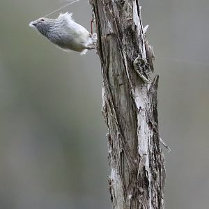 Brown Thornbill collecting nesting material