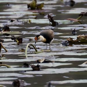 Comb-crested Jacana