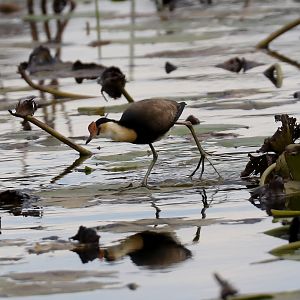 Comb-crested Jacana