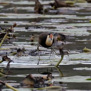 Comb-crested Jacana