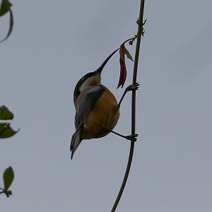 Eastern Spinebill