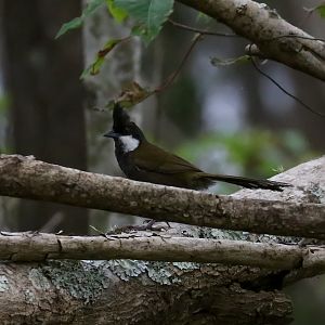 Eastern Whipbird
