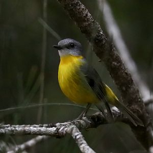 Eastern Yellow Robin