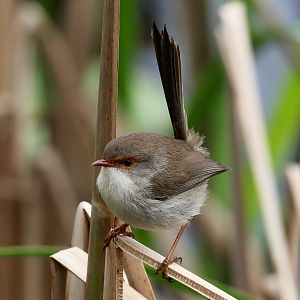 Variegated Fairy Wren