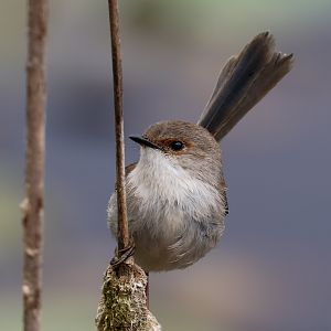 Variegated Fairy Wren