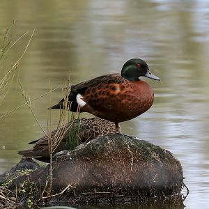 Chestnut Teal