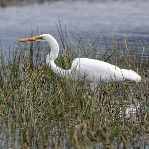 Great Egret