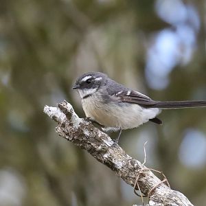 Grey Fantail