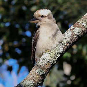 Kookaburra