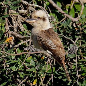 Kookaburra