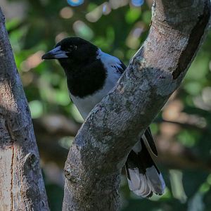 Pied Butcherbird
