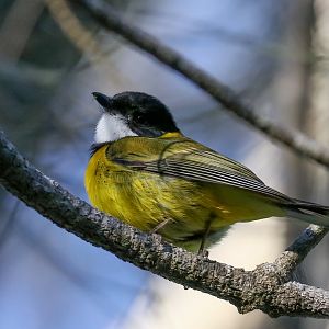 Golden Whistler