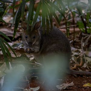 Red-necked Pademelon