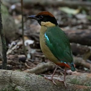Noisy Pitta