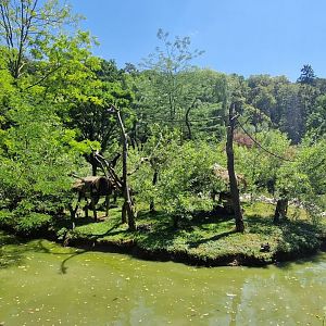 Ring-tailed Lemur Island