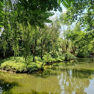 Woolly Monkey Island