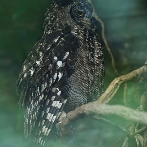 Spotted Eagle-Owl Bubo africanus