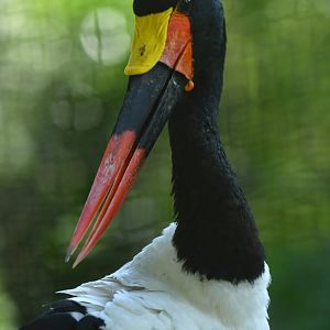 Saddle-billed Stork Ephippiorhynchus senegalensis