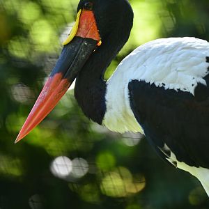 Saddle-billed Stork Ephippiorhynchus senegalensis