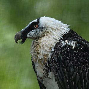 Lammergeier Gypaetus barbatus