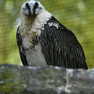 Lammergeier Gypaetus barbatus