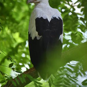 Palm-nut Vulture Gypohierax angolensis