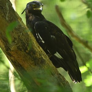 Long-crested Eagle Lophaetus occipitalis