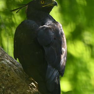 Long-crested Eagle Lophaetus occipitalis